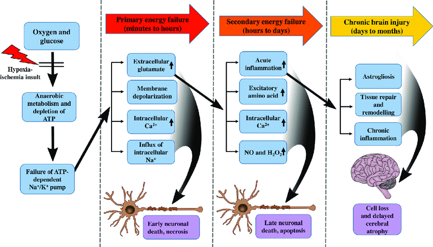 缺氧缺血性脑病的发病机制
