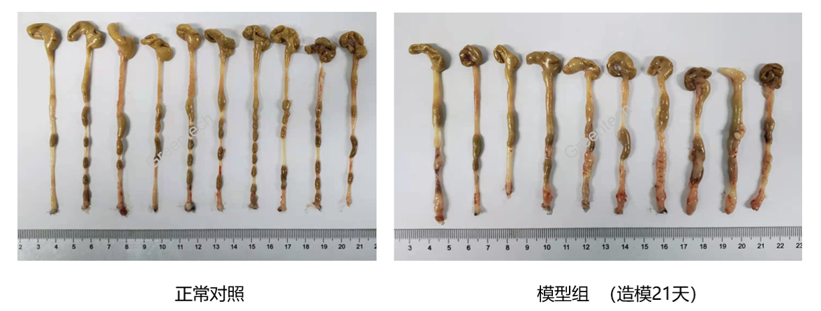 TNBS诱导的大鼠溃疡性结肠炎模型肠道解剖图