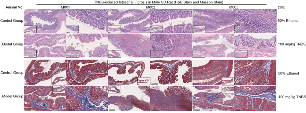 2次TNBS诱导的大鼠结肠HE和Masson染色图