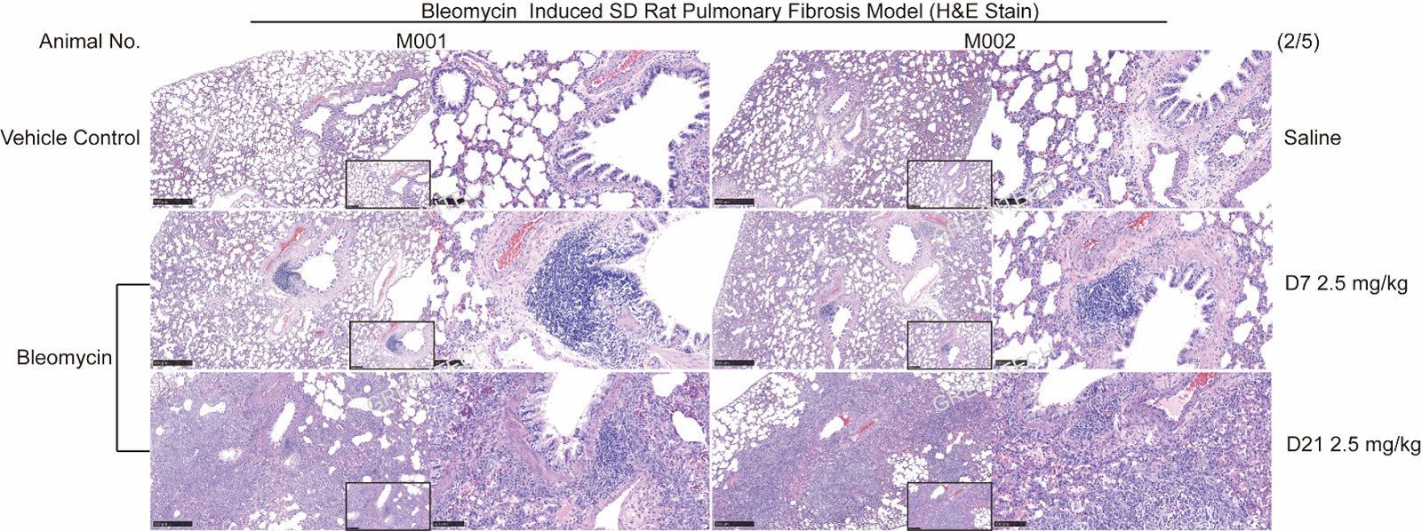 博来霉素诱导的大鼠IPF模型肺组织HE染色