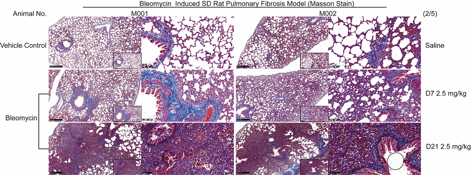 博来霉素诱导的大鼠IPF模型肺组织Masson染色