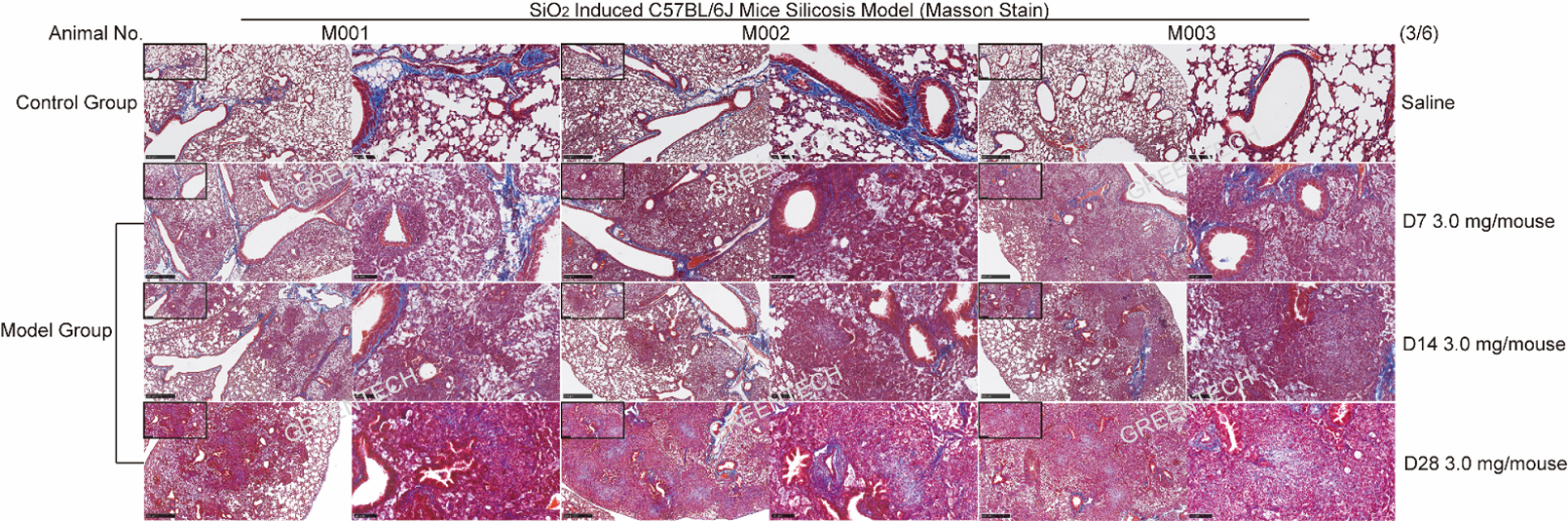 二氧化硅诱导的小鼠IPF模型肺组织Masson染色