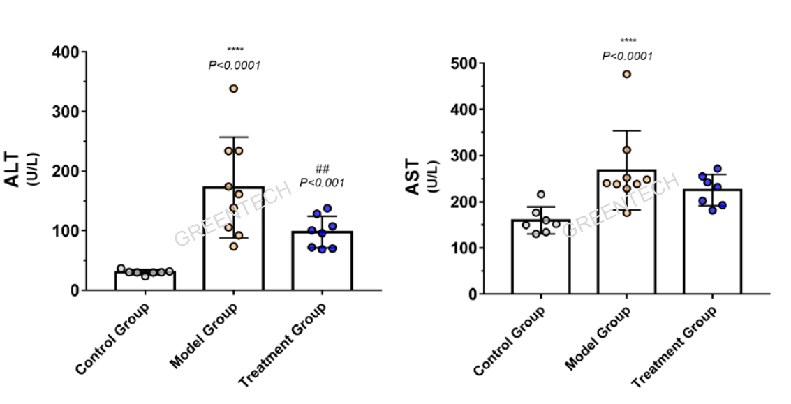 CCl4诱导6周后肝纤维化模型的肝脏功能指标