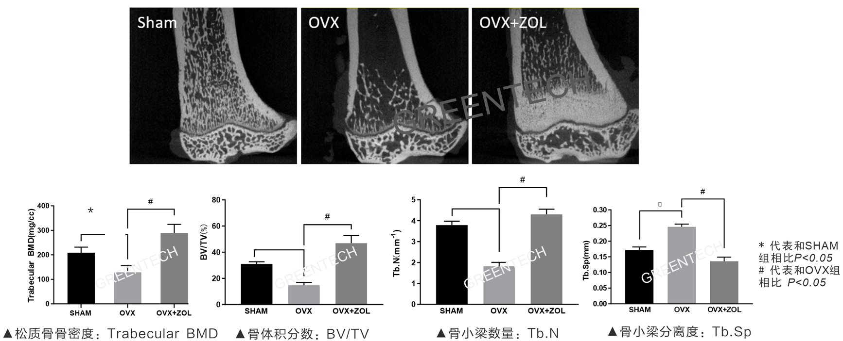 大鼠卵巢切除骨质疏松模型的micro-CT检测