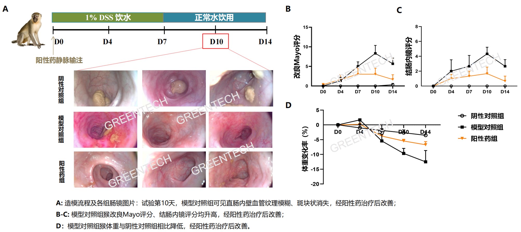 DSS诱导猴急性结肠炎模型.jpg