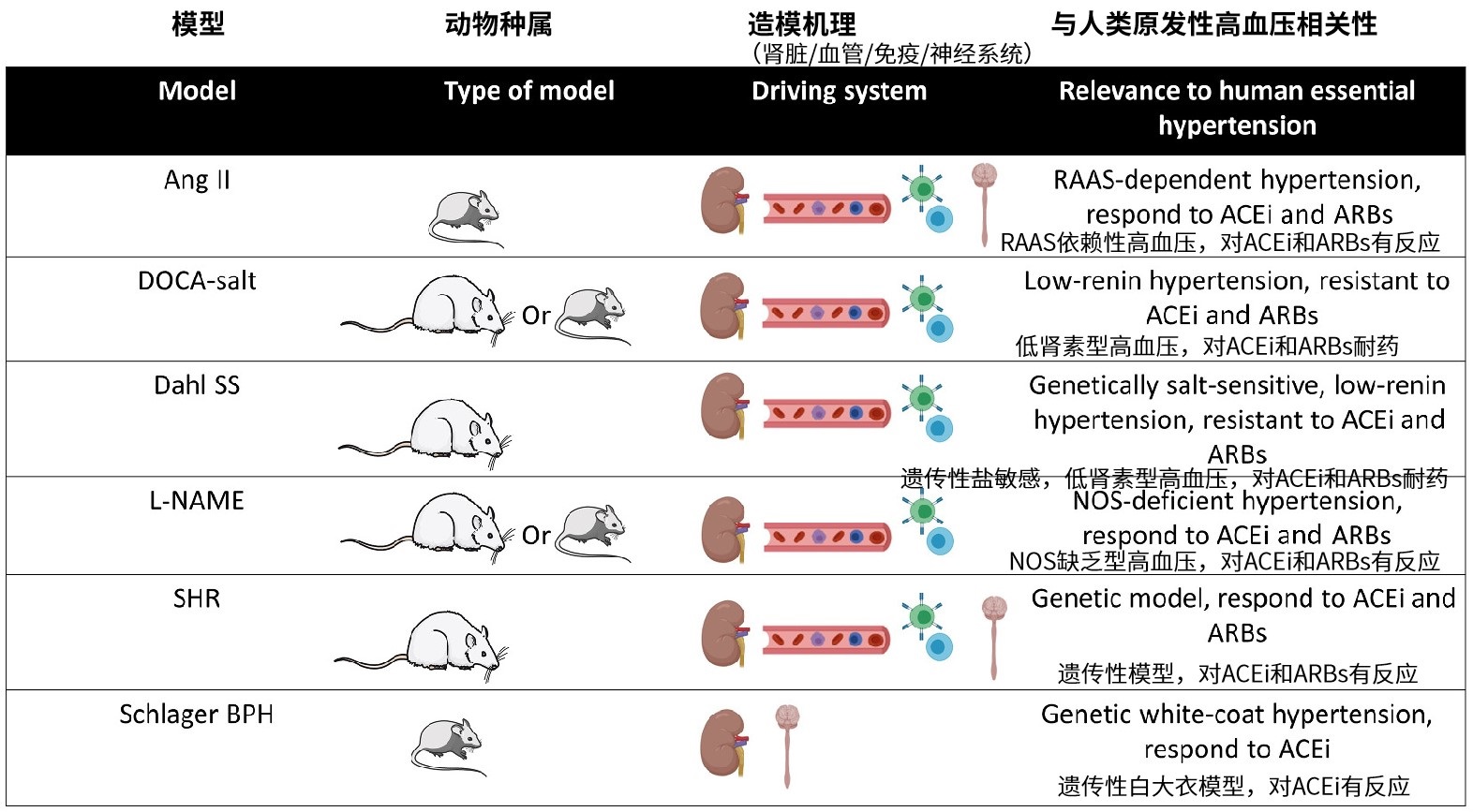 常见高血压啮齿动物模型及其与人类高血压的相关性.jpg